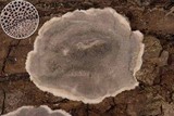 Bjerkandera adusta image
