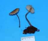 Marasmius floridanus image