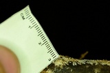 Hydnocristella himantia image