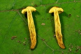 Aureoboletus auriporus image