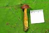 Aureoboletus auriporus image