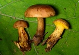 Aureoboletus innixus image