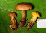 Aureoboletus innixus image