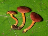 Boletus harrisonii image