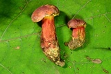 Boletus pallidoroseus image