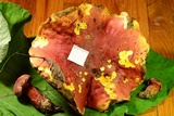 Boletus pallidoroseus image