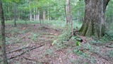 Boletus pallidoroseus image