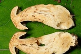 Boletus variipes image