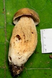 Boletus variipes image