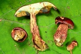 Butyriboletus frostii image