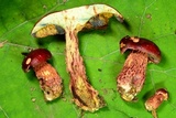 Butyriboletus frostii image