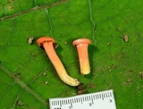 Cantharellus corallinus image