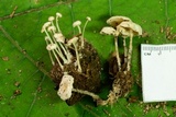 Resinomycena rhododendri image