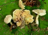 Clitopilus prunulus image