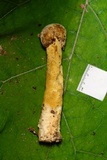 Hypomyces hyalinus image