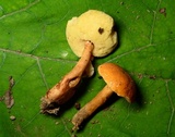 Gyroporus castaneus image