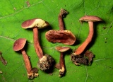 Gyroporus purpurinus image