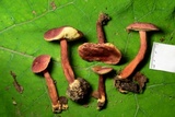 Gyroporus purpurinus image