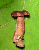 Tylopilus badiceps image