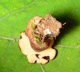 Tylopilus badiceps image