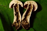 Tylopilus rubrobrunneus image