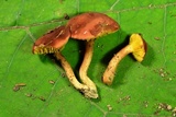 Phylloporus leucomycelinus image