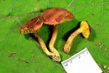 Phylloporus leucomycelinus image