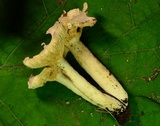 Lactarius subvernalis image