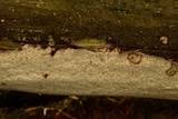Fuscocerrena portoricensis image