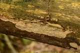 Fuscocerrena portoricensis image