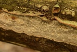 Fuscocerrena portoricensis image