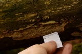 Fuscocerrena portoricensis image