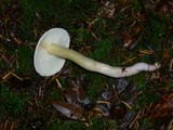 Tricholoma saponaceum image