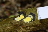 Hypocrea sulphurea image
