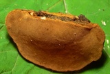 Phellinus robiniae image