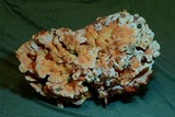 Laetiporus cincinnatus image