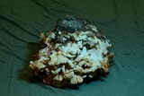 Laetiporus cincinnatus image
