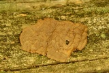 Hymenochaete rubiginosa image