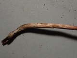 Psilocybe pelliculosa image