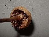 Psilocybe pelliculosa image