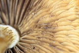 Psathyrella delineata image