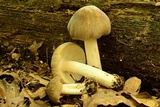 Megacollybia rodmanii f. murina image