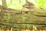 Megacollybia rodmanii f. murina image