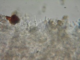 Psilocybe pelliculosa image