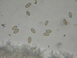 Psilocybe pelliculosa image