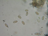 Psilocybe pelliculosa image