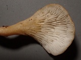 Hohenbuehelia petaloides image