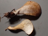 Hohenbuehelia petaloides image