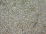 Hohenbuehelia petaloides image