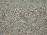 Hohenbuehelia petaloides image